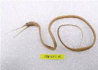 藏品(線鰻)的圖片